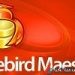 Firebird Maestro 19.8 Free Download